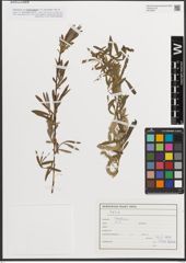 Foto von Salix L.